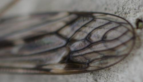 Tipula sp.